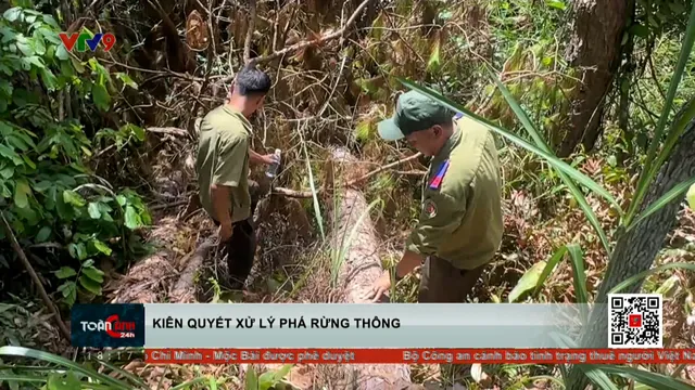 Kiên quyết xử lý phá rừng thông