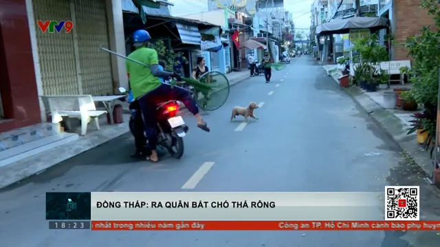 Đồng Tháp ra quân bắt chó thả rông