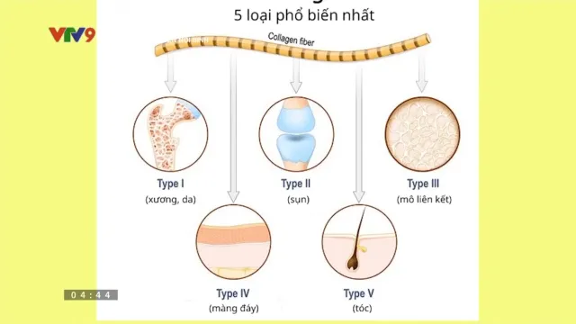 360° Khỏe - Đẹp: Tăng collagen nội sinh