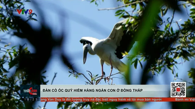 Đàn cò ốc quý hiếm hàng ngàn con ở Đồng Tháp