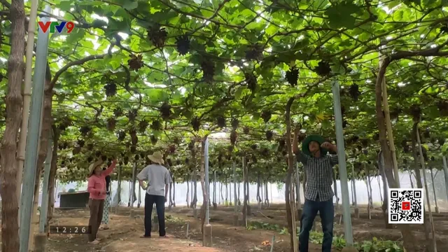 Vườn nho tránh mưa - giảm rùi ro thời tiết bất thường