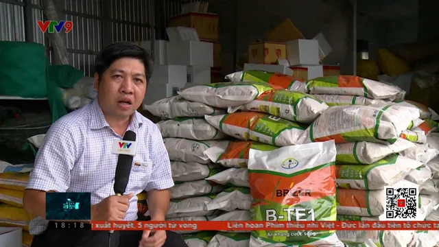 Nông dân điêu đứng vì lúa giống dỏm