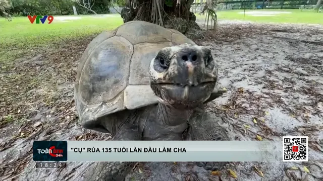 Rùa 135 tuổi lần đầu làm cha đúng Ngày của cha