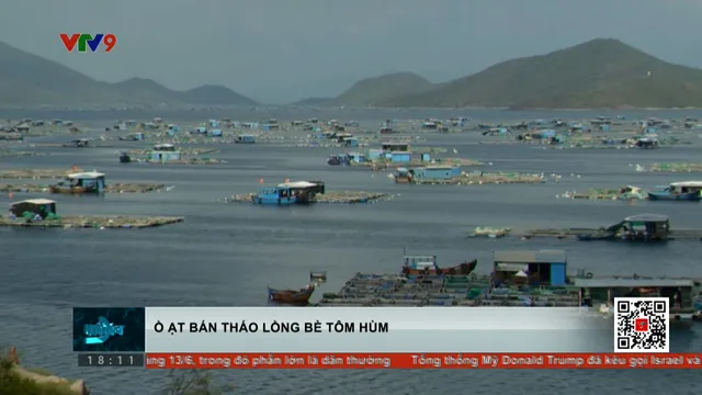Ồ ạt bán tháo lồng bè tôm hùm