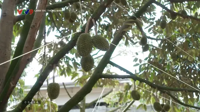 Canh tác thông minh - Số 24/2025: Dinh dưỡng cho sầu giêng giai đoạn "chạy trái"