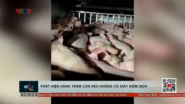 Phát hiện hàng trăm con heo không có giấy kiểm dịch