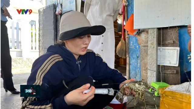 Nỗi lo tôm hùm bơm tạp chất