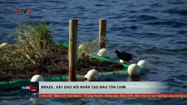Brazil: Xây đảo nổi nhân tạo bảo tồn chim