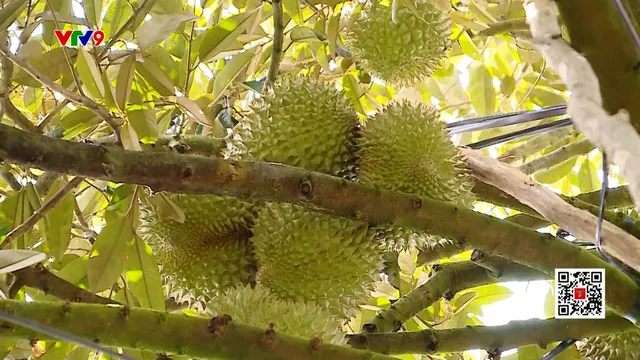 Tìm lời giải chất cho lượng sầu riêng trên thị trường nội địa