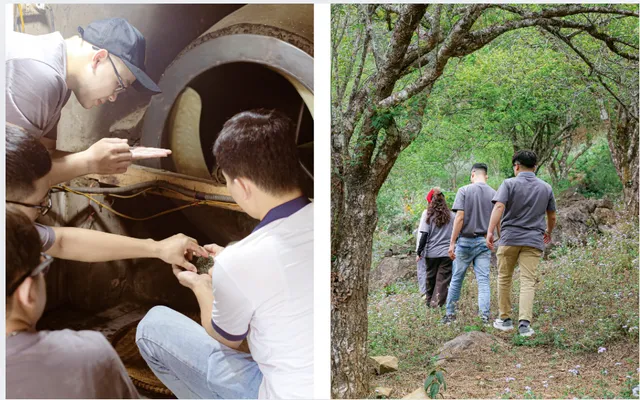 Junbucha – The new craze in the world of fermented beverages - Ảnh 4.