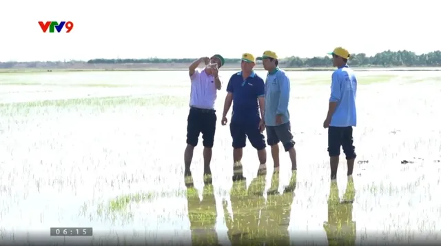 Canh tác thông minh - Số 25/2025: Bón phân cho lúa giai đoạn đẻ nhánh