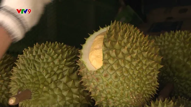 Mua sầu riêng thế nào cho hiệu quả