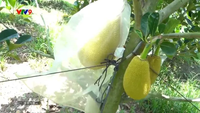 Canh tác thông minh - Số 26/2025:  Chăm sóc mít giai đoạn mang trái