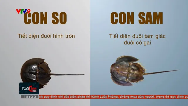 Ngộ độc so biển - vì sao khó phòng tránh?