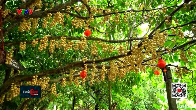 Khám phá vườn dâu lớn nhất miền Tây