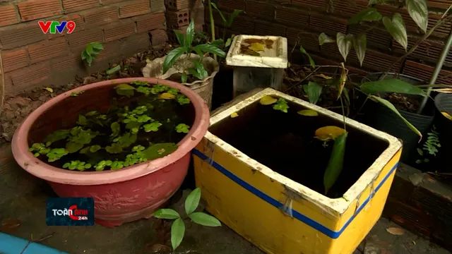 Nguy cơ sốt xuất huyết từ những vũng nước quanh nhà