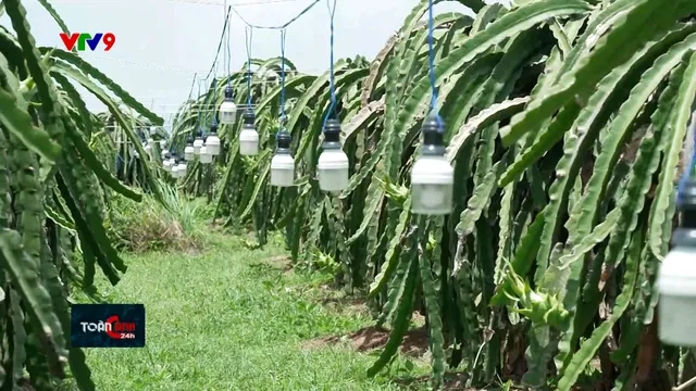 Báo động nạn trộm bóng đèn chong thanh long