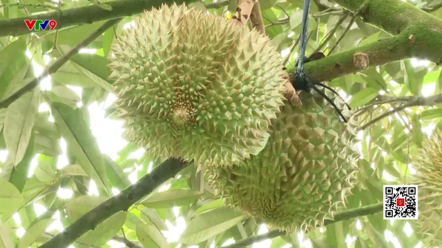 Sầu riêng rớt giá, nông dân lo lắng tìm đầu ra
