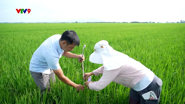 Canh tác thông minh - Số 29/2025: Chăm sóc lúa giai đoạn làm đòng đến trổ bông