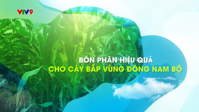 Canh tác thông minh - Số 28/2025: Bón phân hiệu quả cho cây bắp vùng Đông Nam Bộ