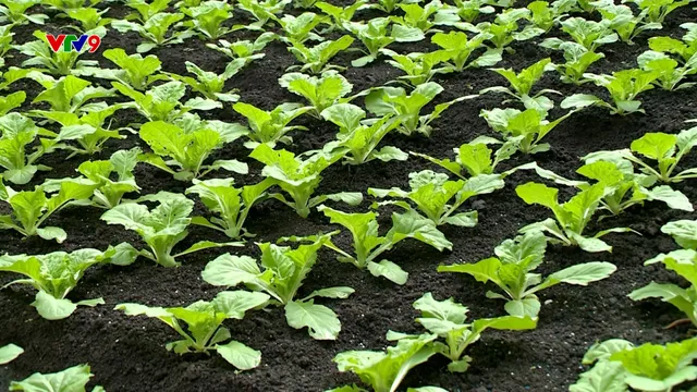 Chủ động biện pháp sản xuất rau ứng phó mưa bão