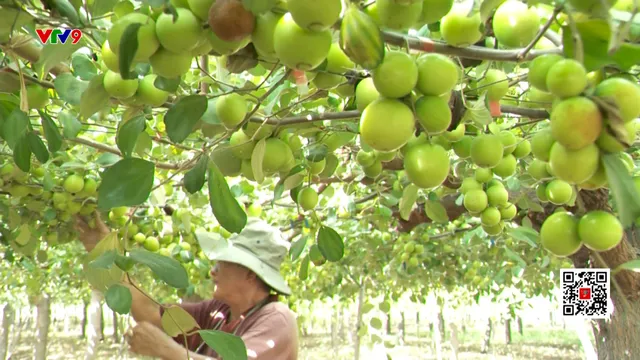 Công nghệ giảm áp lực mùa vụ trái cây