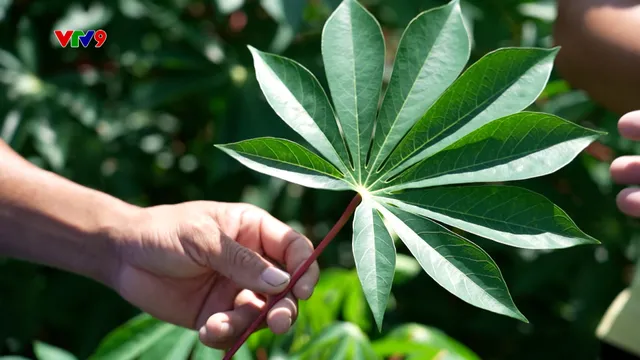 Canh tác thông minh - Số 28/2025: Chăm bón cây khoai mì vụ Hè Thu 2025