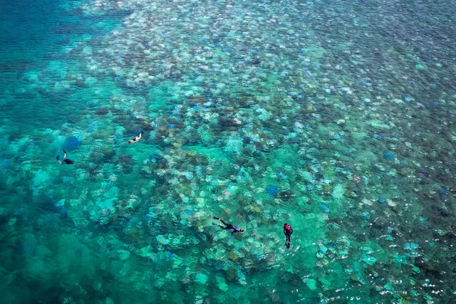 Rạn san hô Great Barrier của Australia suy giảm kỷ lục do hiện tượng tẩy trắng hàng loạt - Ảnh 1.