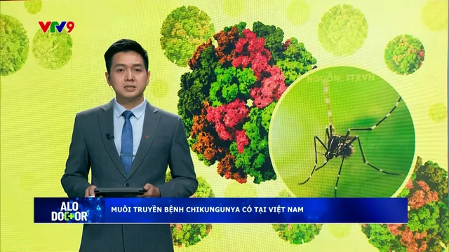 Alo Doctor (10/8/2025): Muỗi truyền bệnh chikungunya có tại Việt Nam