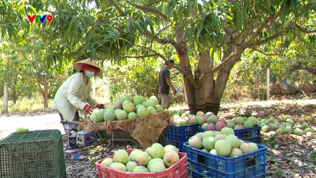 Canh tác thông minh - Số 30/2025: Bón phân cho xoài khi rớt giá