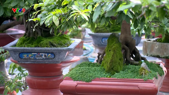 Khai thác sản phẩm vườn nhà thành hàng hóa giá trị