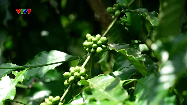 Canh tác thông minh - Số 31/2025: Bón phân nuôi trái cà phê cuối vụ vùng Đông Nam Bộ