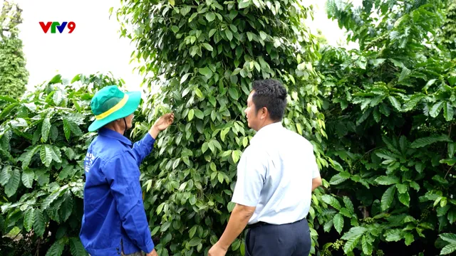 Canh tác thông minh - Số 32/2025: Phòng bệnh cho cây hồ tiêu trong mùa mưa
