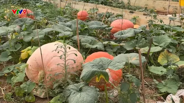 Giải mã vườn bí khổng lồ
