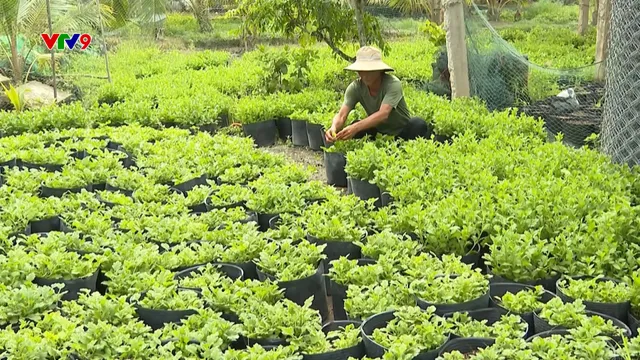 Làng hoa Mỹ Phong xuống giống hoa Tết