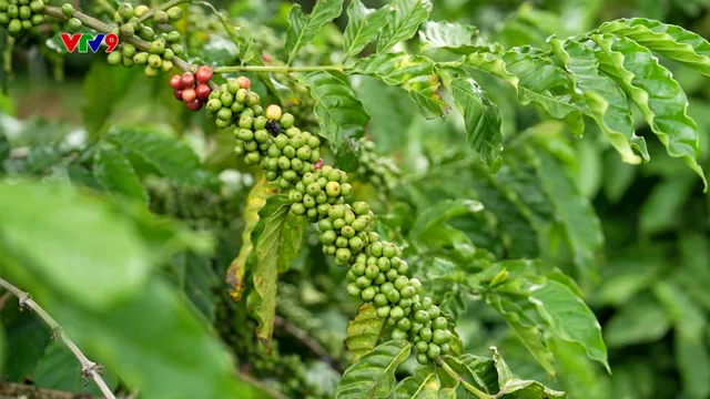 Canh tác thông minh - Số 33/2025: Dinh dưỡng cho cây cà phê giai đoạn vào chắc