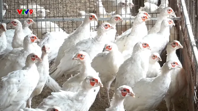 Nuôi chim trĩ - hướng đi mới của nông dân Đồng Tháp