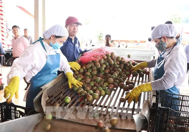 EVFTA boosts Vietnam – EU trade to nearly 300 bln USD in five years - Ảnh 1.