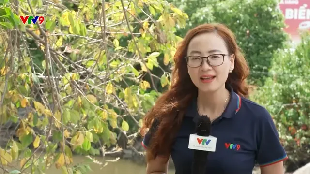 Ấn tượng phương Nam: Ấn tượng hàng cây mang sắc thu ven quốc lộ