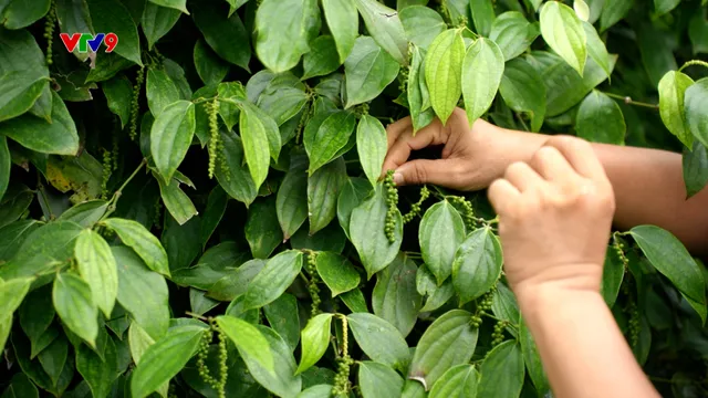 Canh tác thông minh - Số 34/2025: Phân bón cho cây hồ tiêu giai đoạn nuôi trái