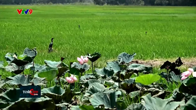 Nét đẹp Tràm Chim mùa nước nổi