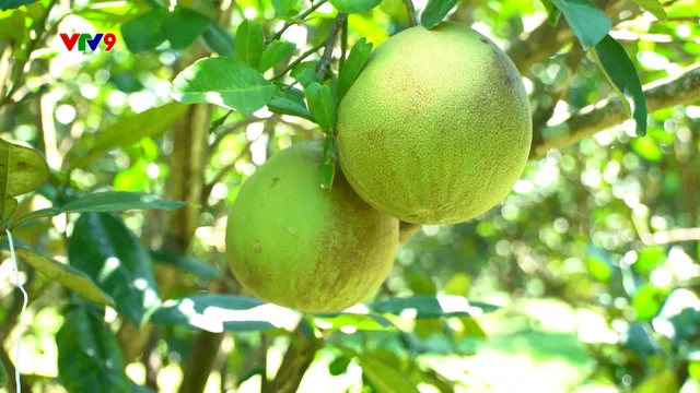 Canh tác thông minh - Số 36/2025: Chăm sóc cây bưởi đầu mùa mưa bão ở miền Trung