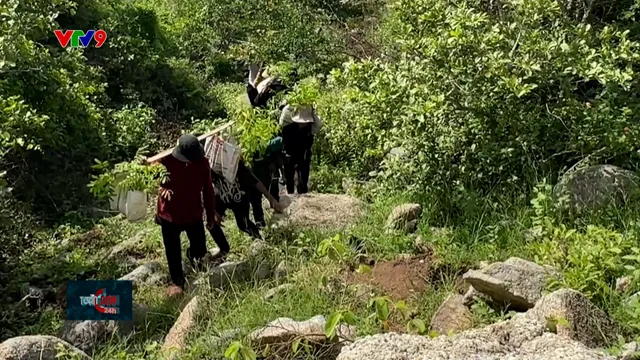 Gian nan trồng rừng trên núi đá - Hành trình giảm nhẹ thiên tai