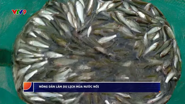 Nông dân làm du lịch mùa nước nổi