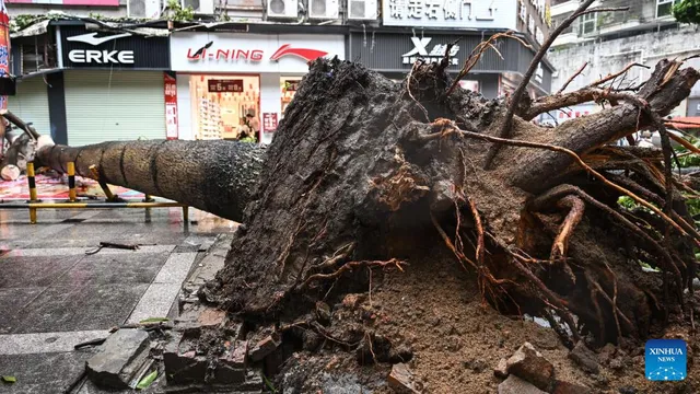 Bão Matmo khiến nhiều tuyến phố ở Quảng Tây (Trung Quốc) ngập sâu- Ảnh 4. Bão Matmo khiến nhiều tuyến phố ở Quảng Tây (Trung Quốc) ngập sâu- Ảnh 4.