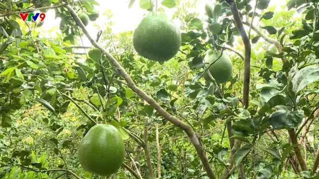 Sản xuất theo mô hình nông nghiệp xanh