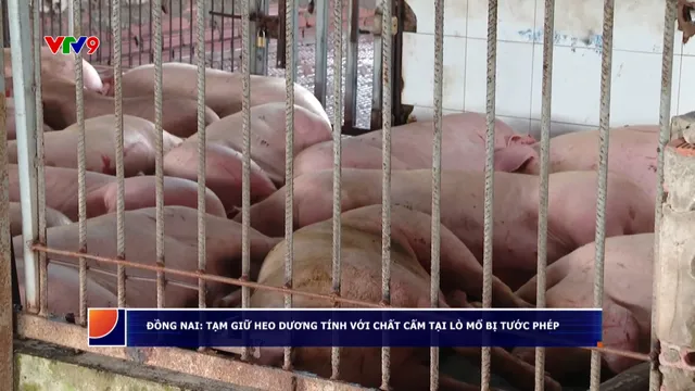 Đồng Nai: Tạm giữ heo dương tính với chất cấm tại lò mổ bị tước phép