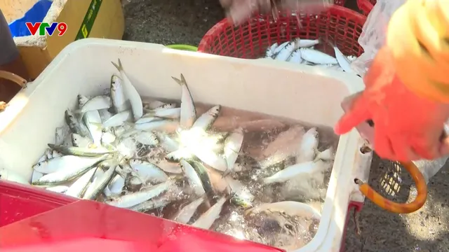 Ngư dân Long Hải, TP. Hồ Chí Minh bội thu cá trích