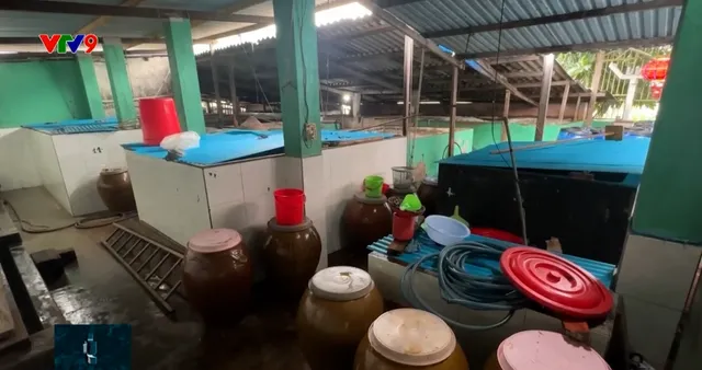 Khánh Hòa: Nguy cơ xóa sổ làng nước mắm nổi tiếng