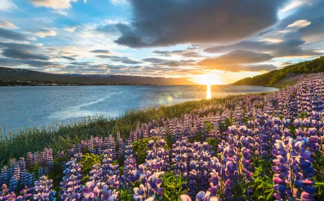 Lần đầu tiên muỗi xuất hiện tại Iceland - Ảnh 1.